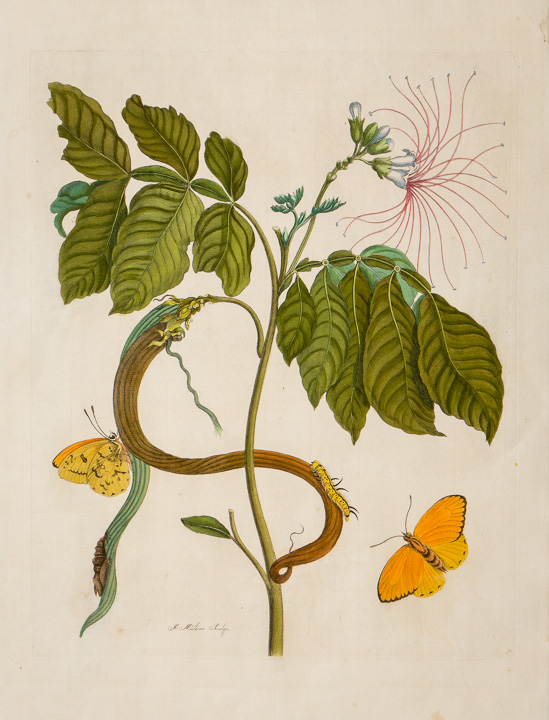 Maria Sibylla Merian - gelber Schmetterling